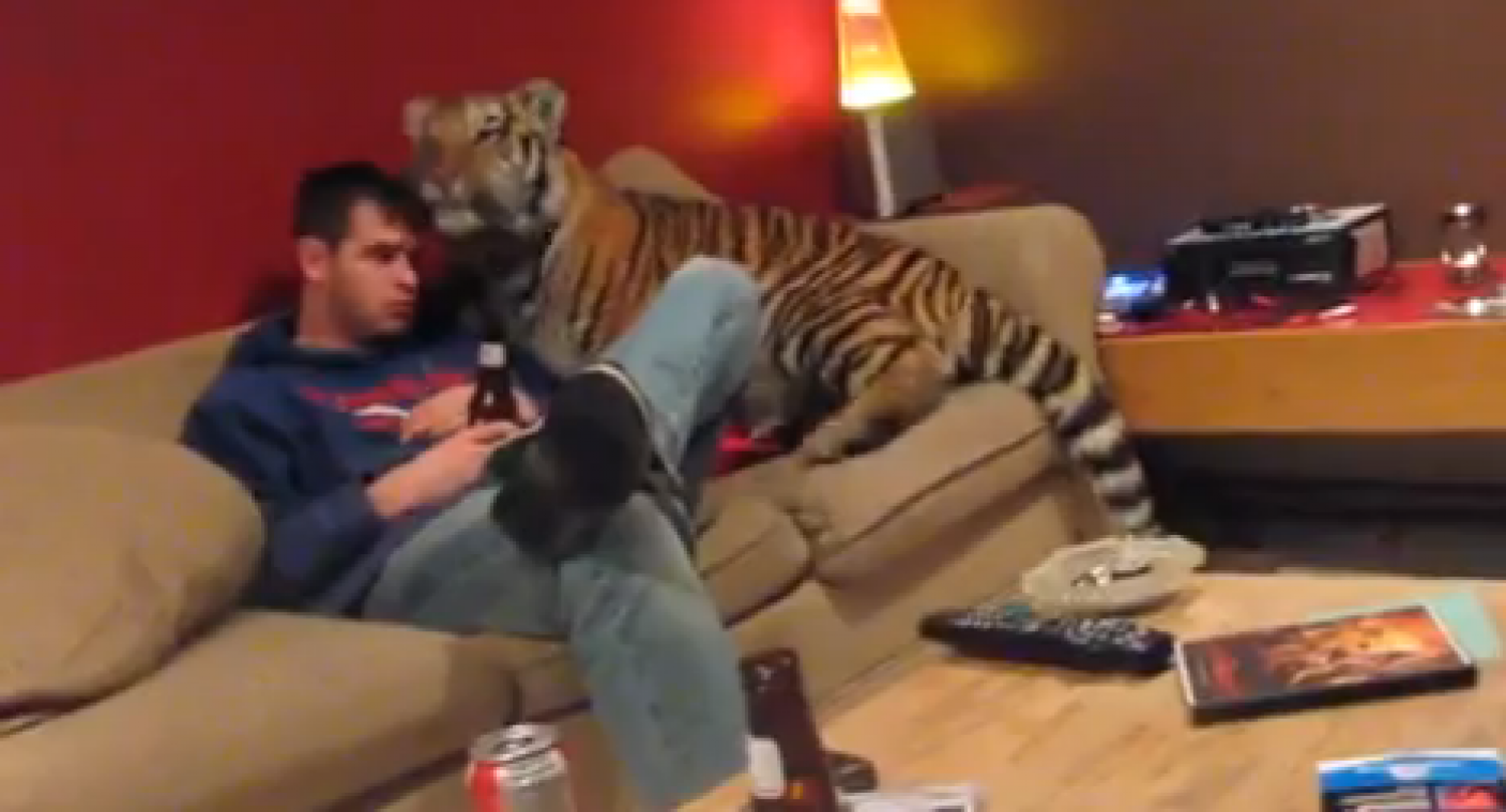 Wie durft dit? Dierenverzorger knuffelt thuis met tijger in zetel voor TV 