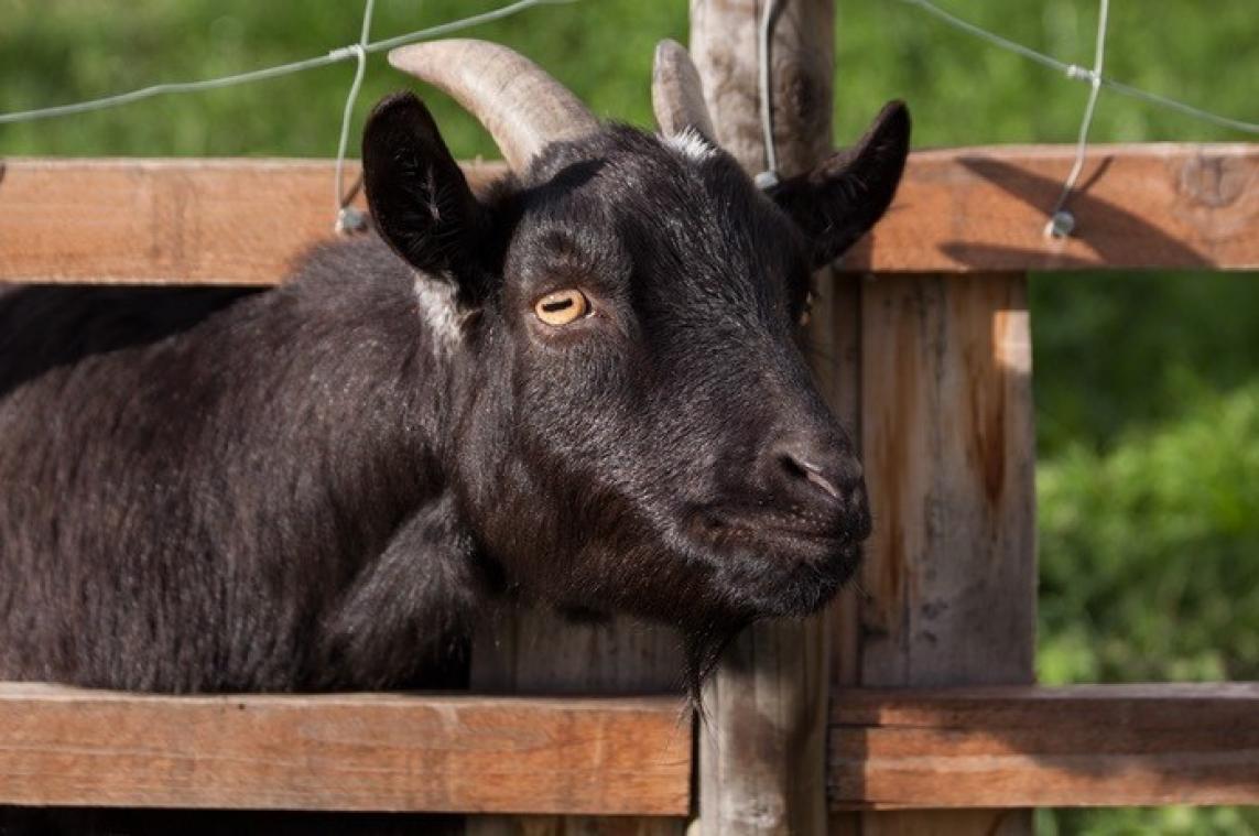 In India is een geit met één oog geboren