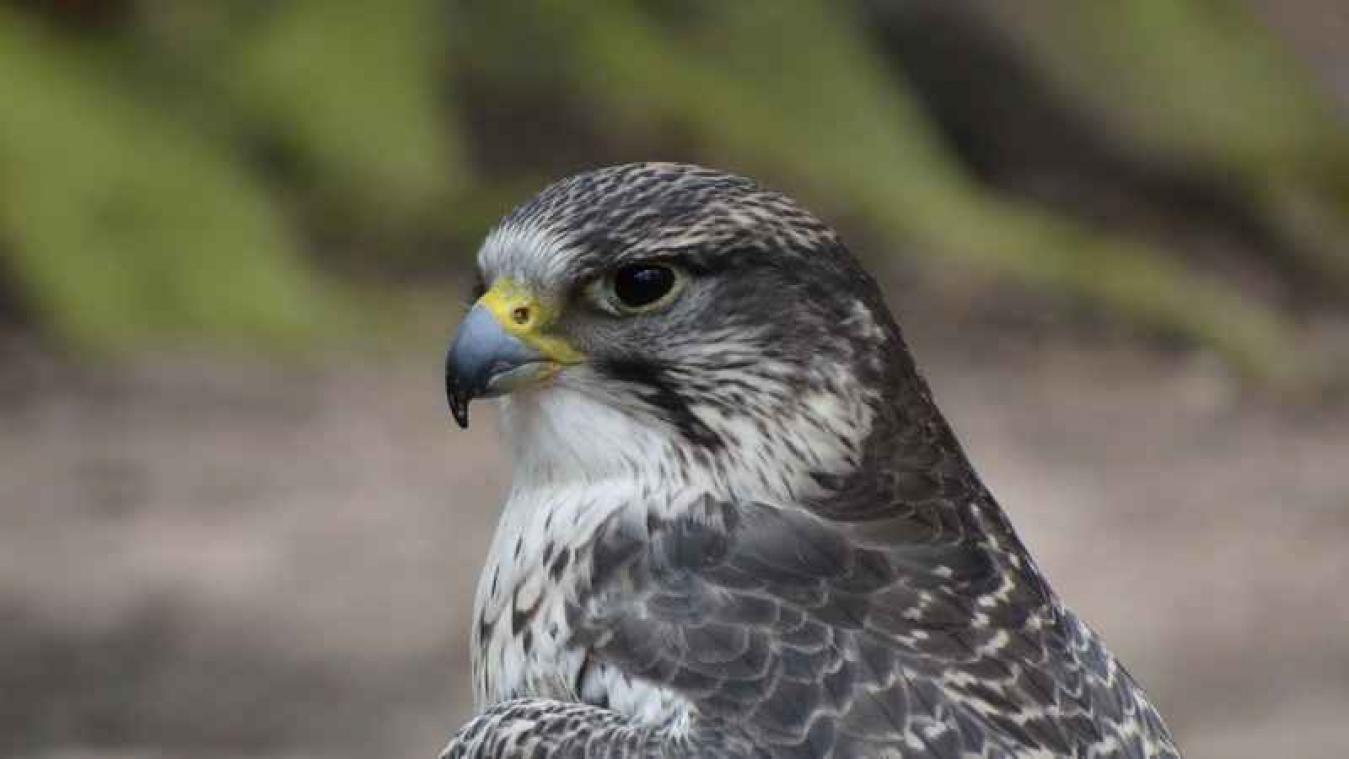 Buizerd valt nietsvermoedende jogger aan