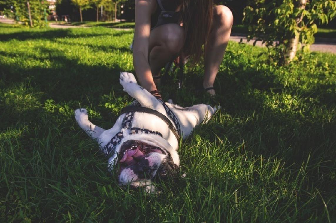 Een baasje op twee vindt hond belangrijker dan partner