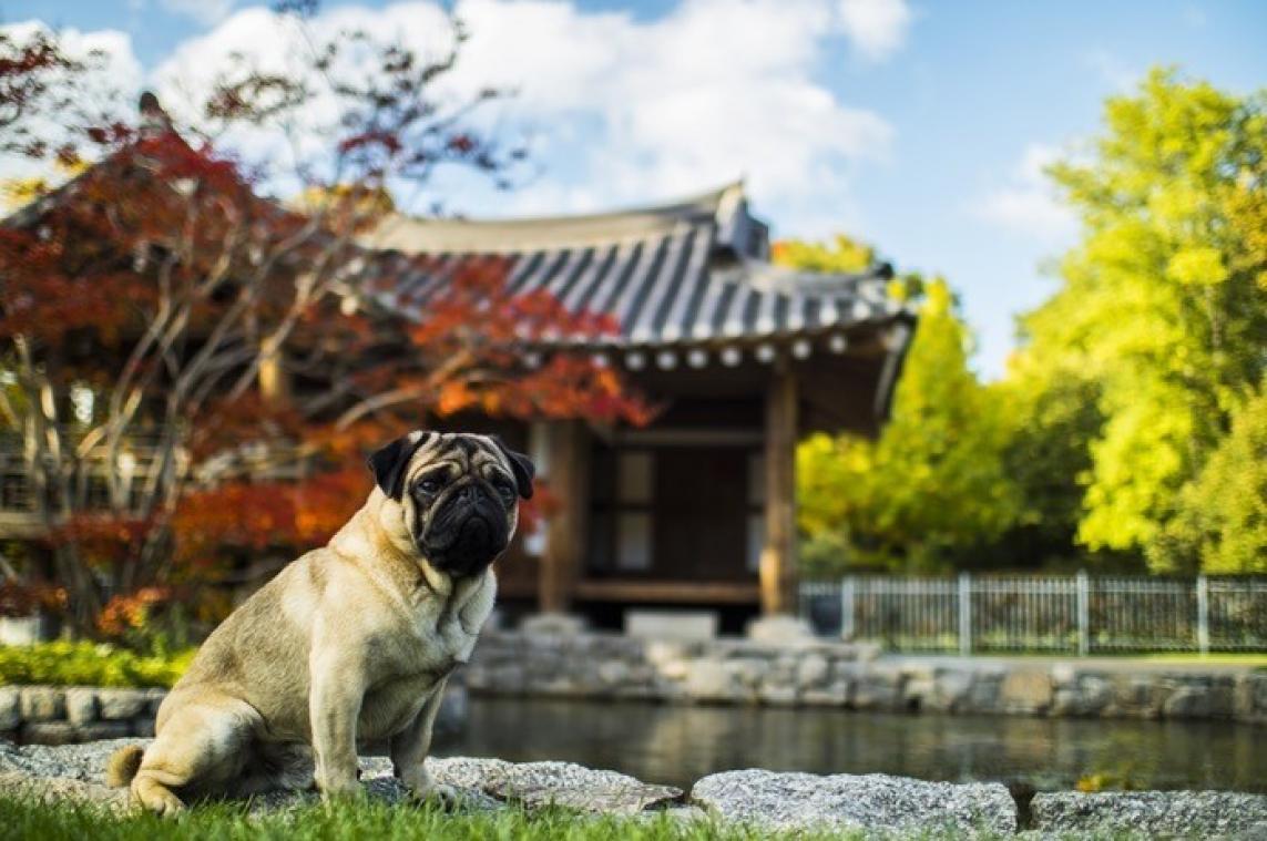 Dierenliefhebbers kunnen nu gratis de wereld rond reizen