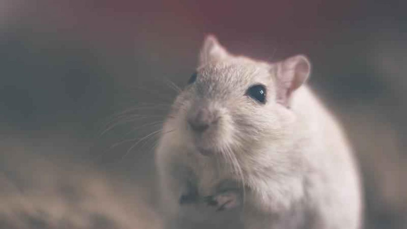 In dit cafe kan je koffie drinken tussen de ratten