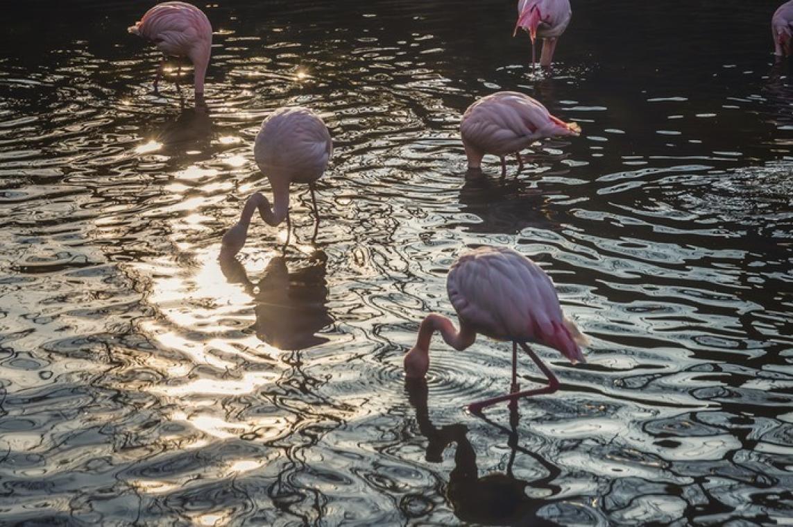 IN BEELD. Op dit strand in de Caraïben kan je zwemmen met flamingo's