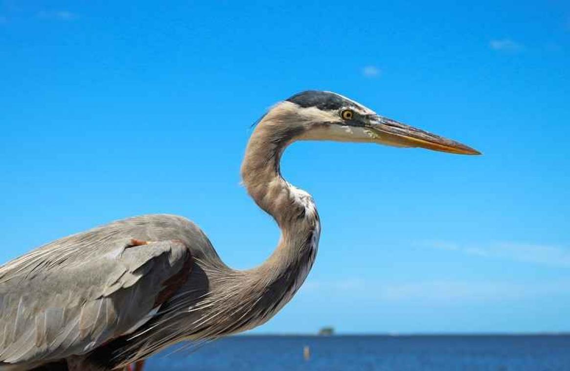 Reiger wacht tevergeefs op kipfilet