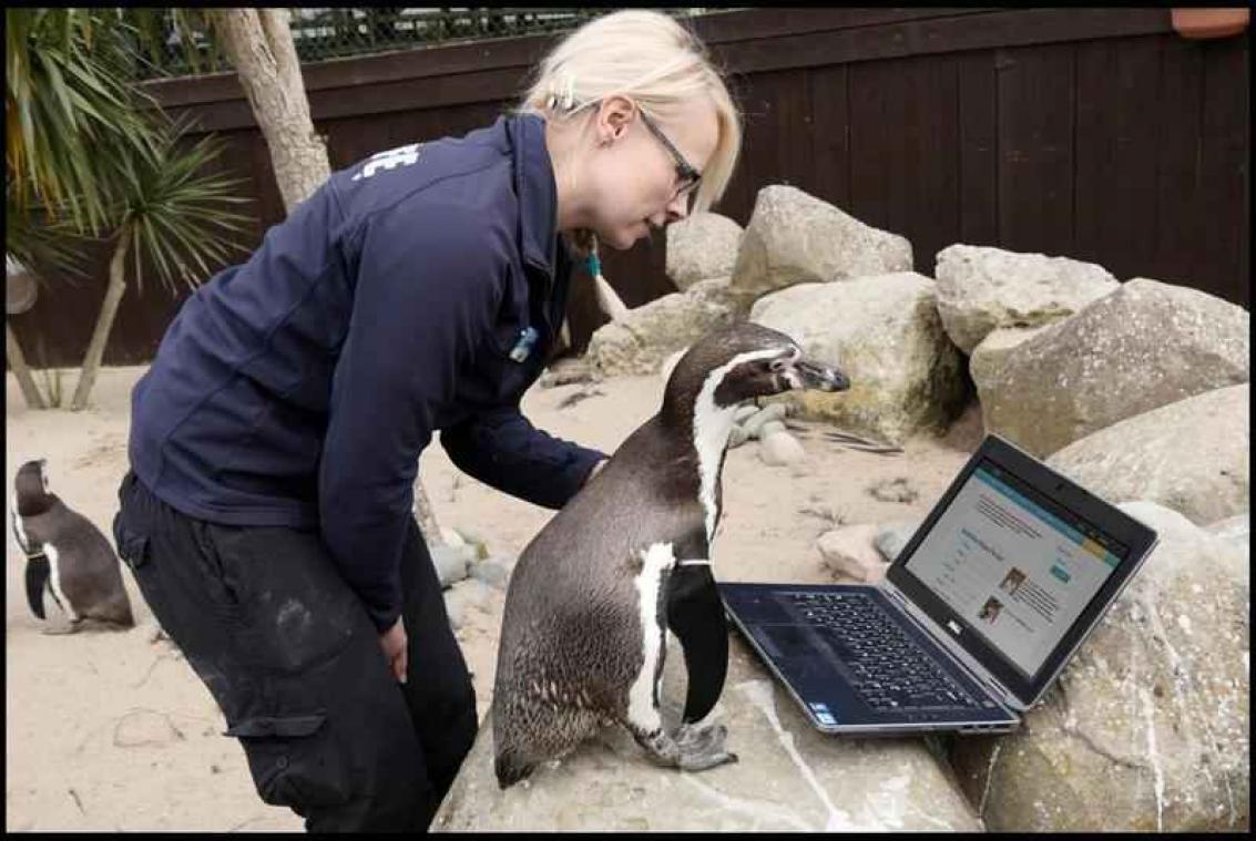Pinguïn zoekt partner via online datingprofiel