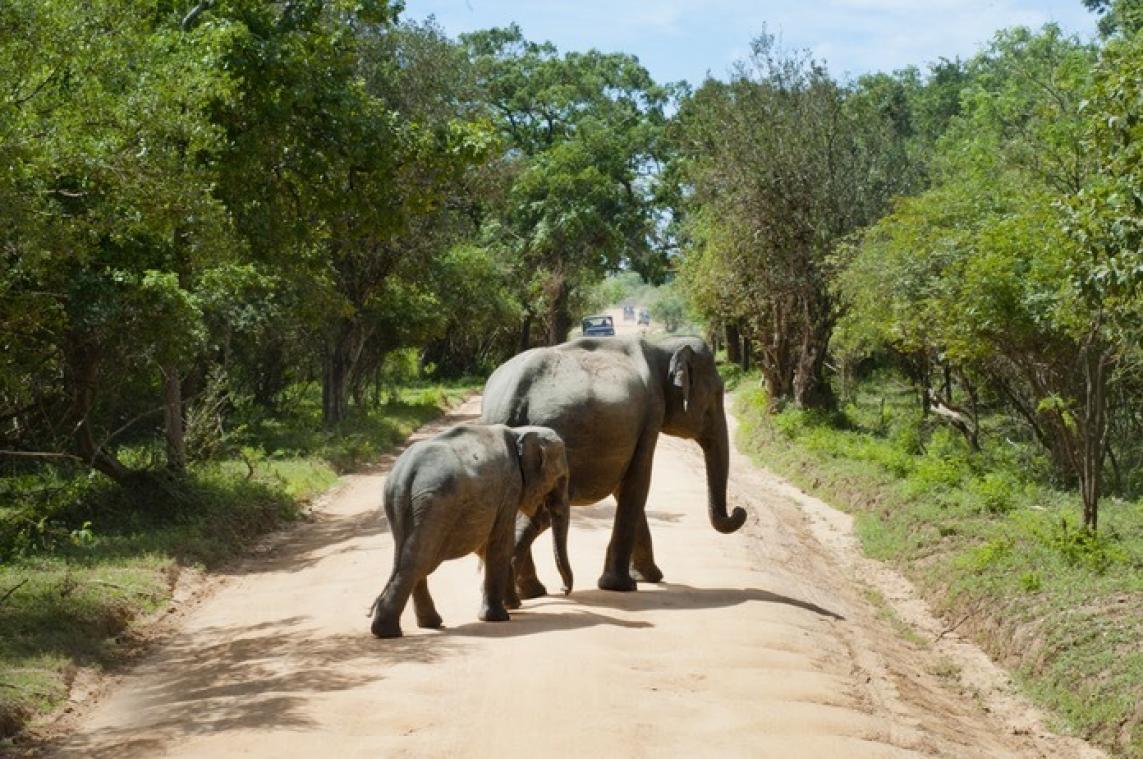 Olifant plet beruchte jager