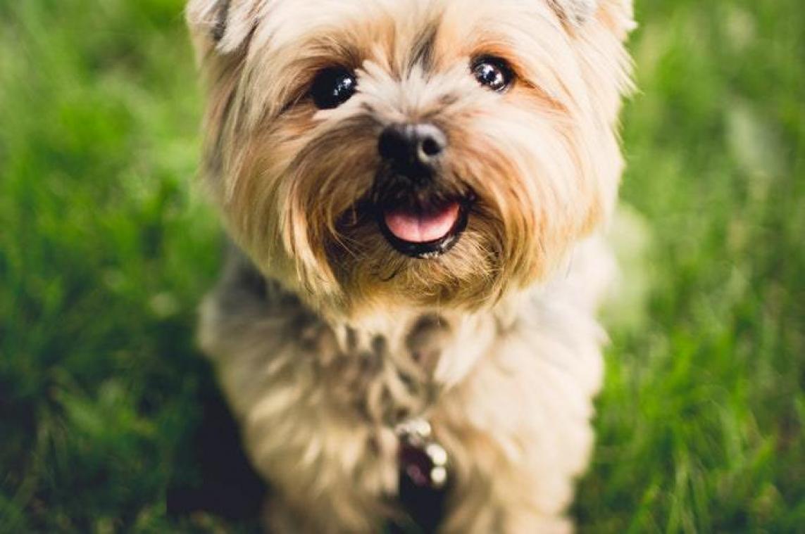 Deze hond laat een wel heel dure scheet