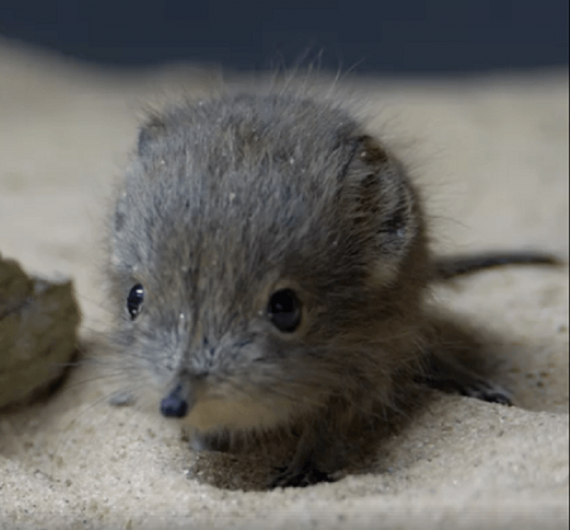 VIDEO. Deze baby-olifantspitsmuizen zijn wel heel koddig