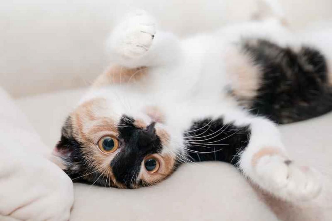 Opmerkelijke vacature: dierenpraktijk zkt. kattenknuffelaar