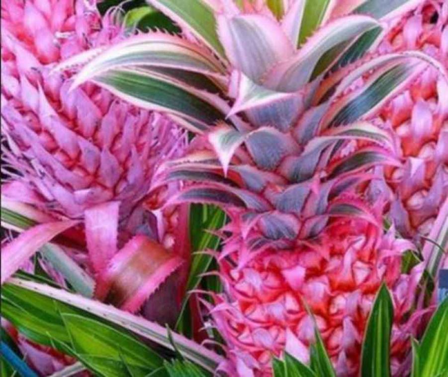 IN BEELD. Roze ananassen veroveren Instagram