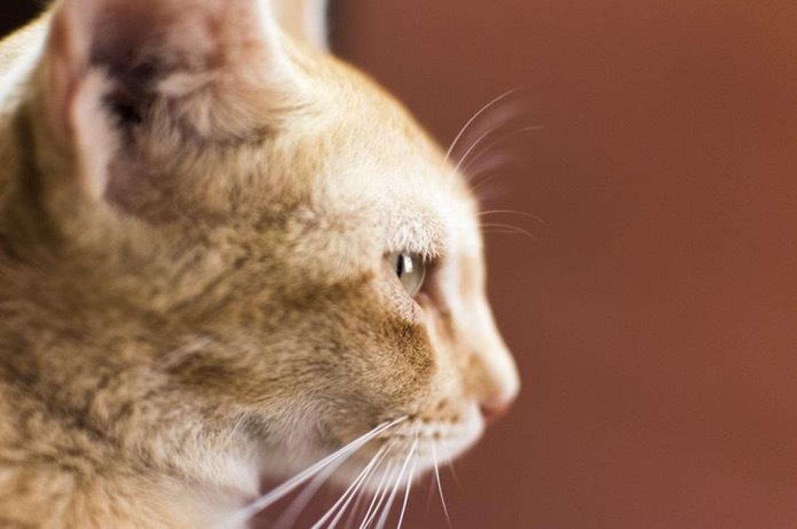 In dit IT-bedrijf mag je je kat meenemen naar het werk