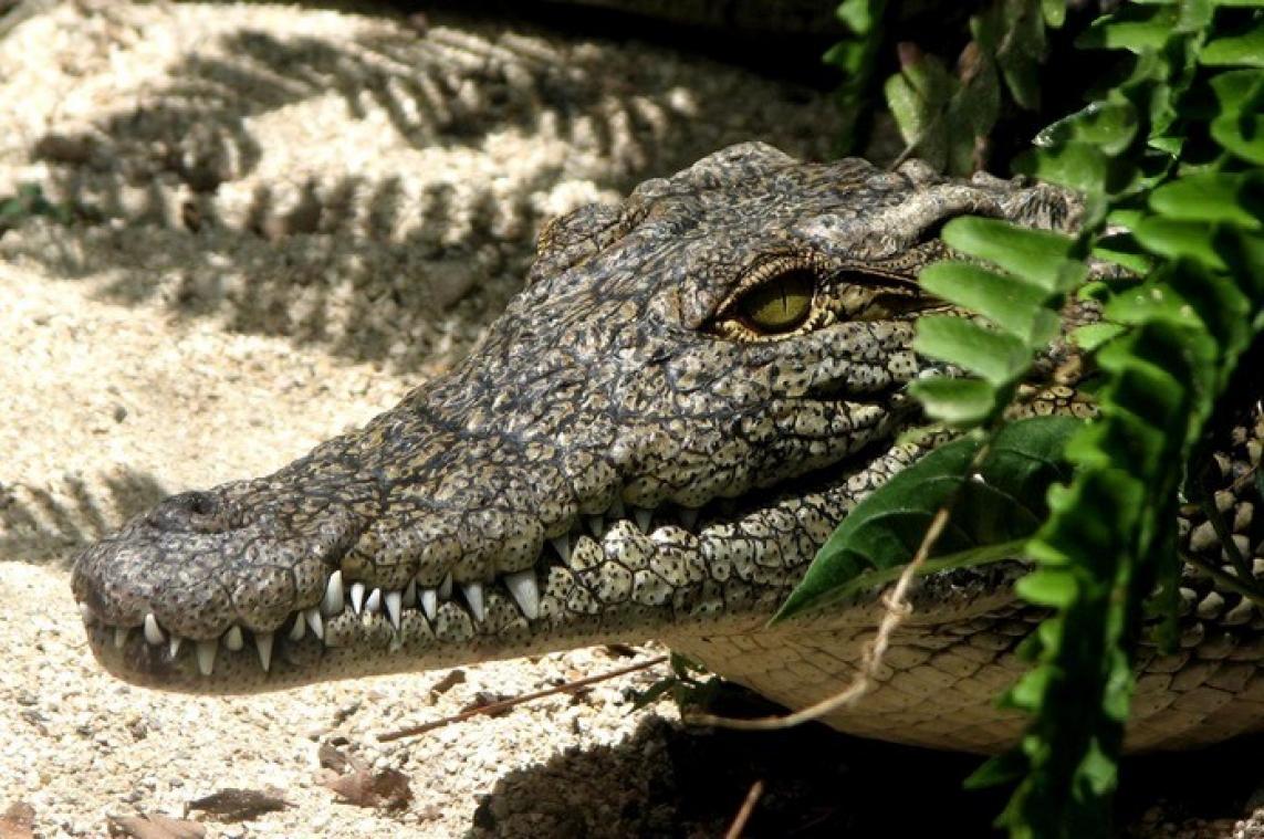 VIDEO. Alligator zoekt verkoeling in zwembad van familie