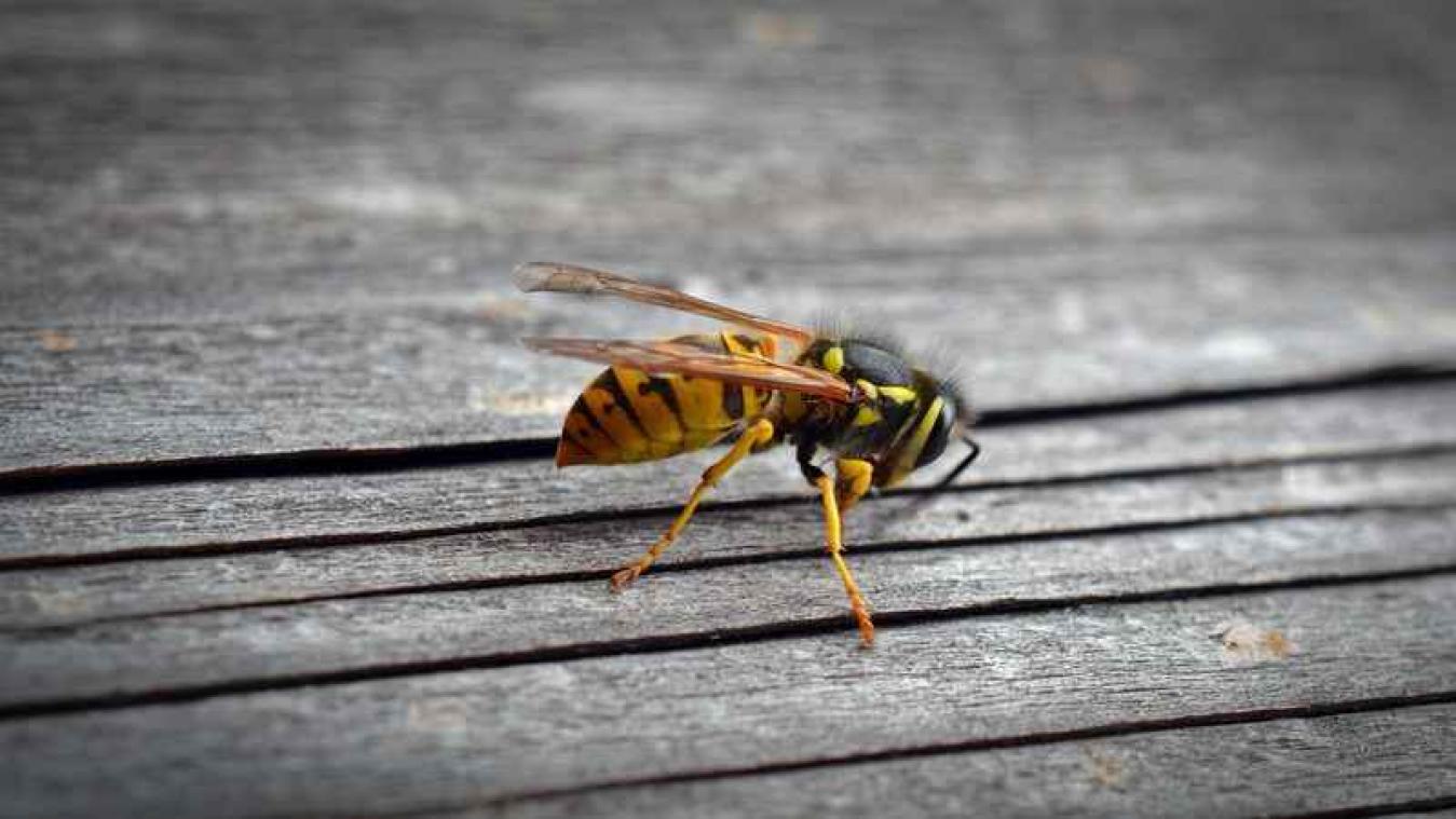Zo lok je wespen in de val
