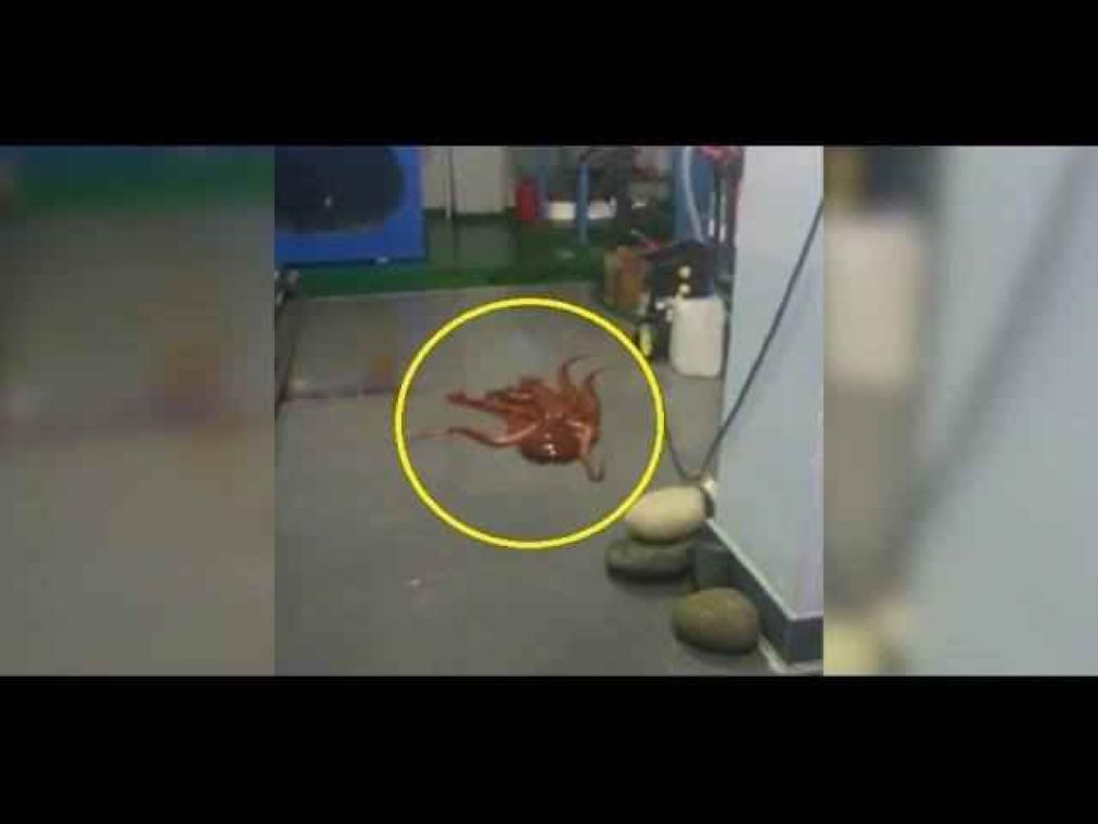 Octopus ontsnapt uit aquarium
