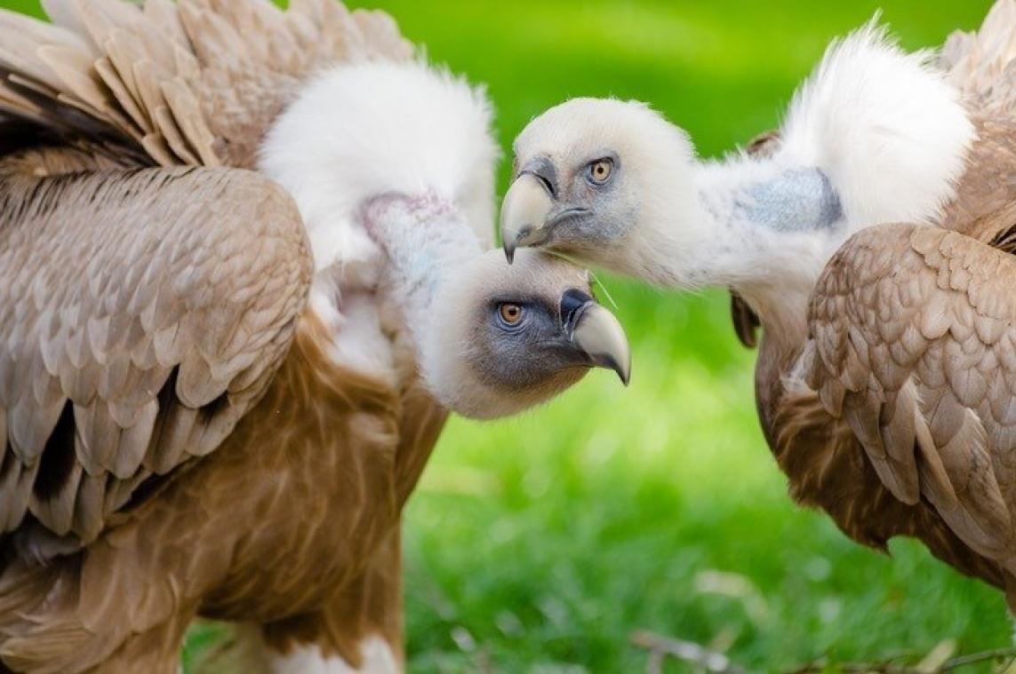 Mannelijke gieren broeden samen ei uit
