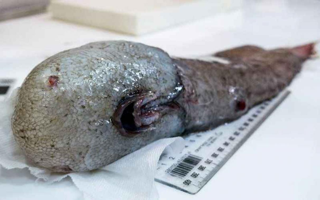 Gezichtloze vis gevonden in Australië