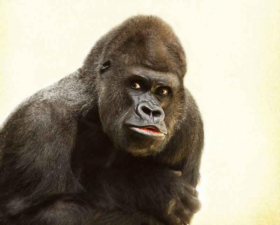 Gorilla steekt tong uit naar de camera