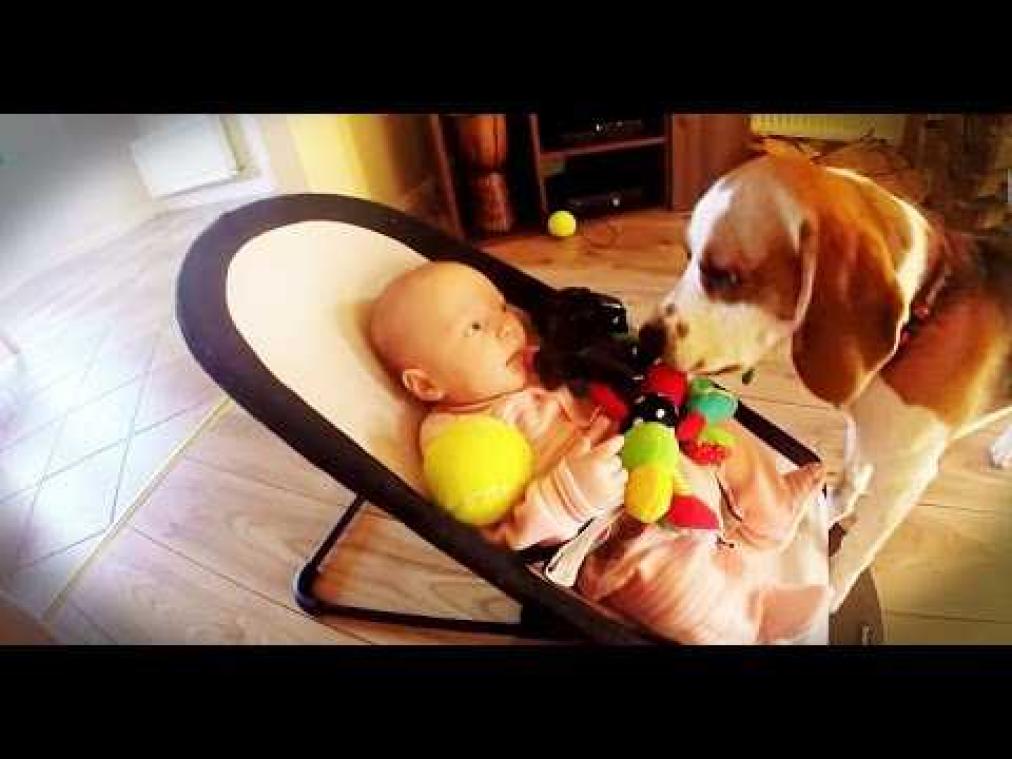 Hilarisch: Hond neemt speelgoed baby af en probeert het dan weer goed te maken