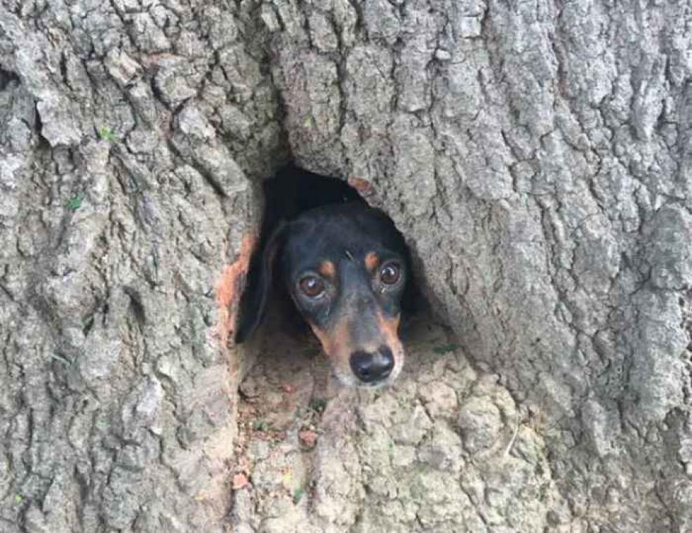 Na dol avontuur moest dit hondje bevrijd worden met kettingzaag