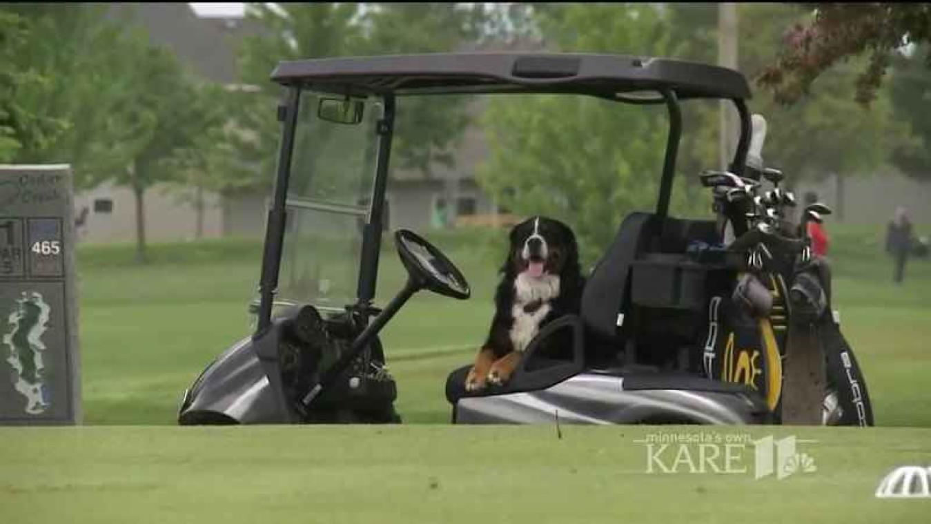 Hond zoekt golfballen voor het goede doel