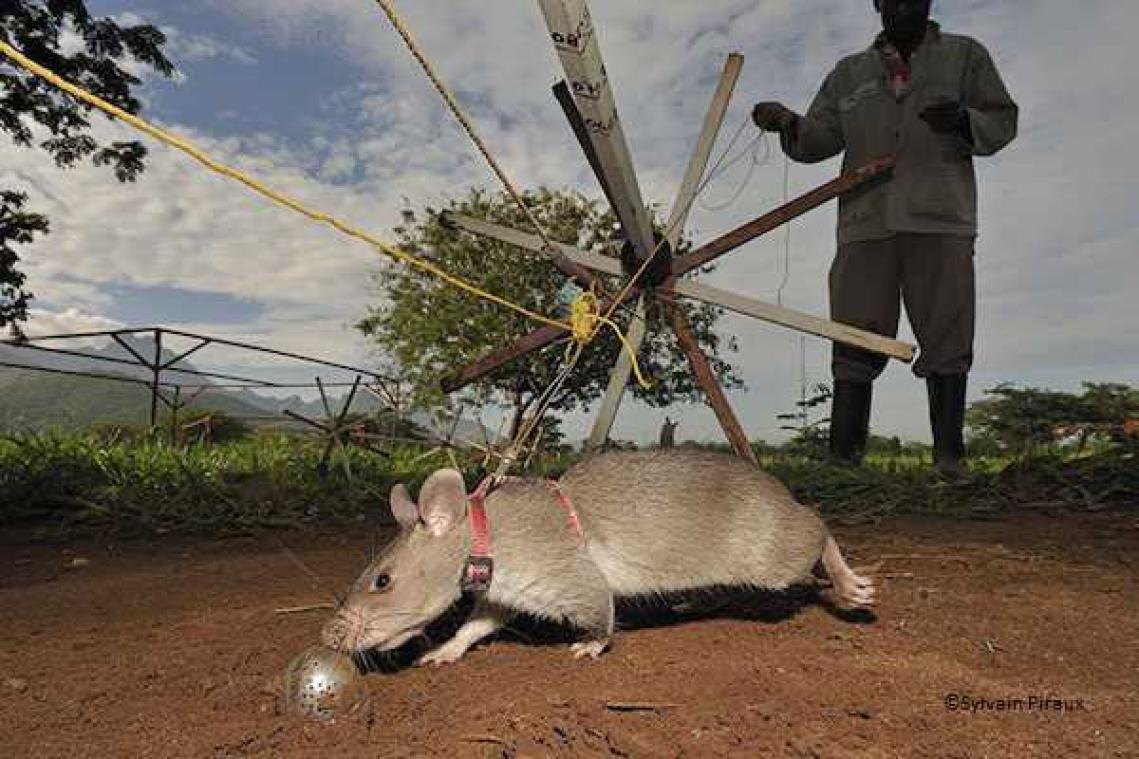 HeroRats getraind door Belgische organisatie redden jaarlijks duizenden levens