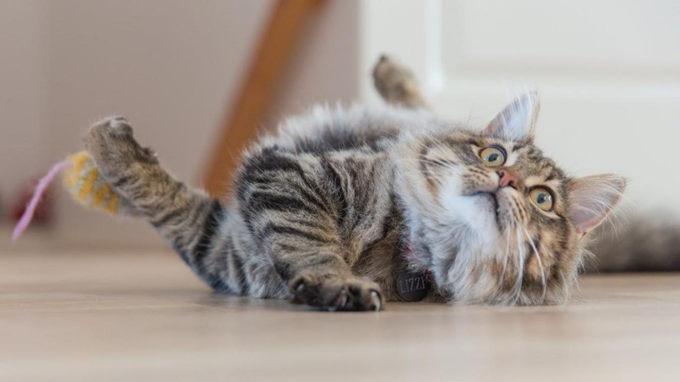 Hug your cat day!