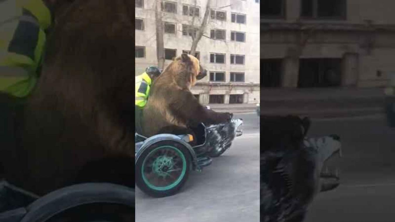 VIDEO. Ooit al een beer op een motor gezien?