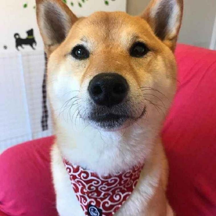 Deze hond waant zich een echte diva