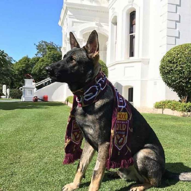Politiehond ontslagen omdat hij te lief is