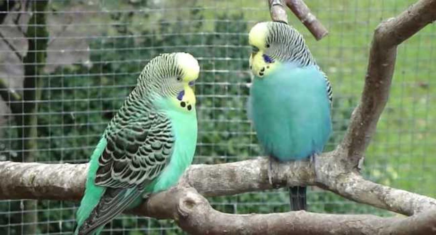 Ook vogels nemen geeuwen over van elkaar