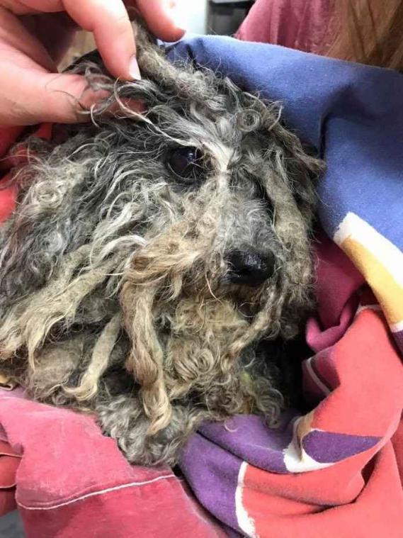 Verwaarloosde hond ondergaat ware metamorfose