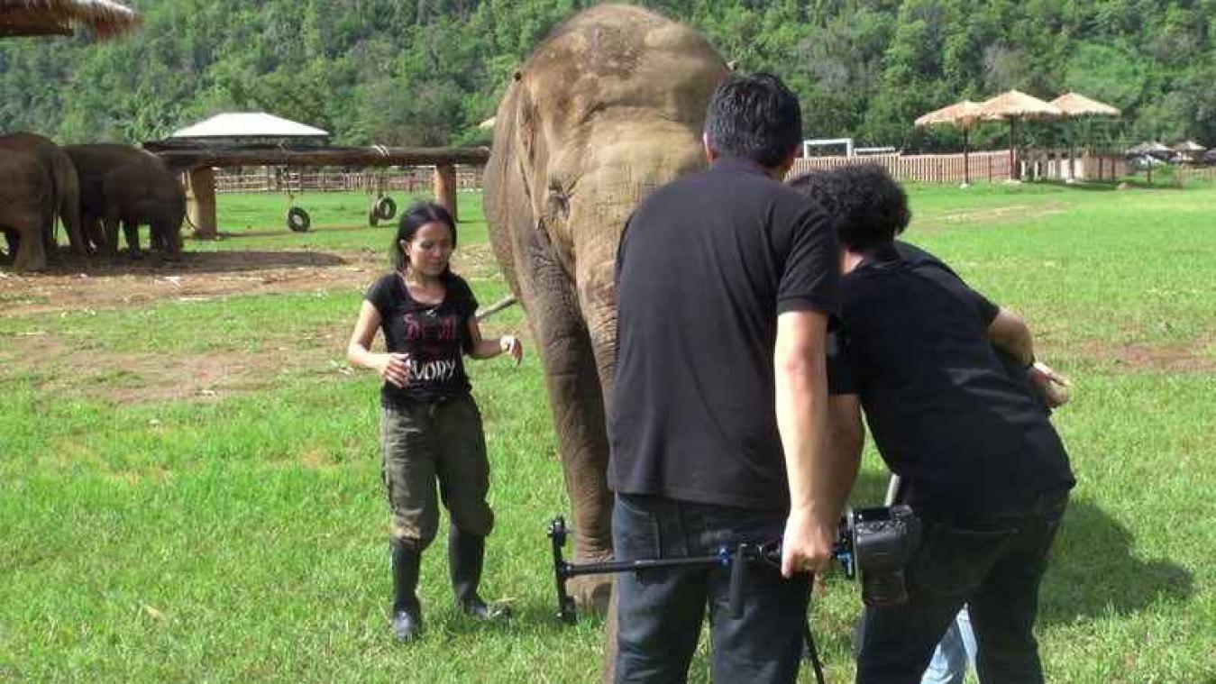 VIDEO. Olifant verstoort interview met verzorgster