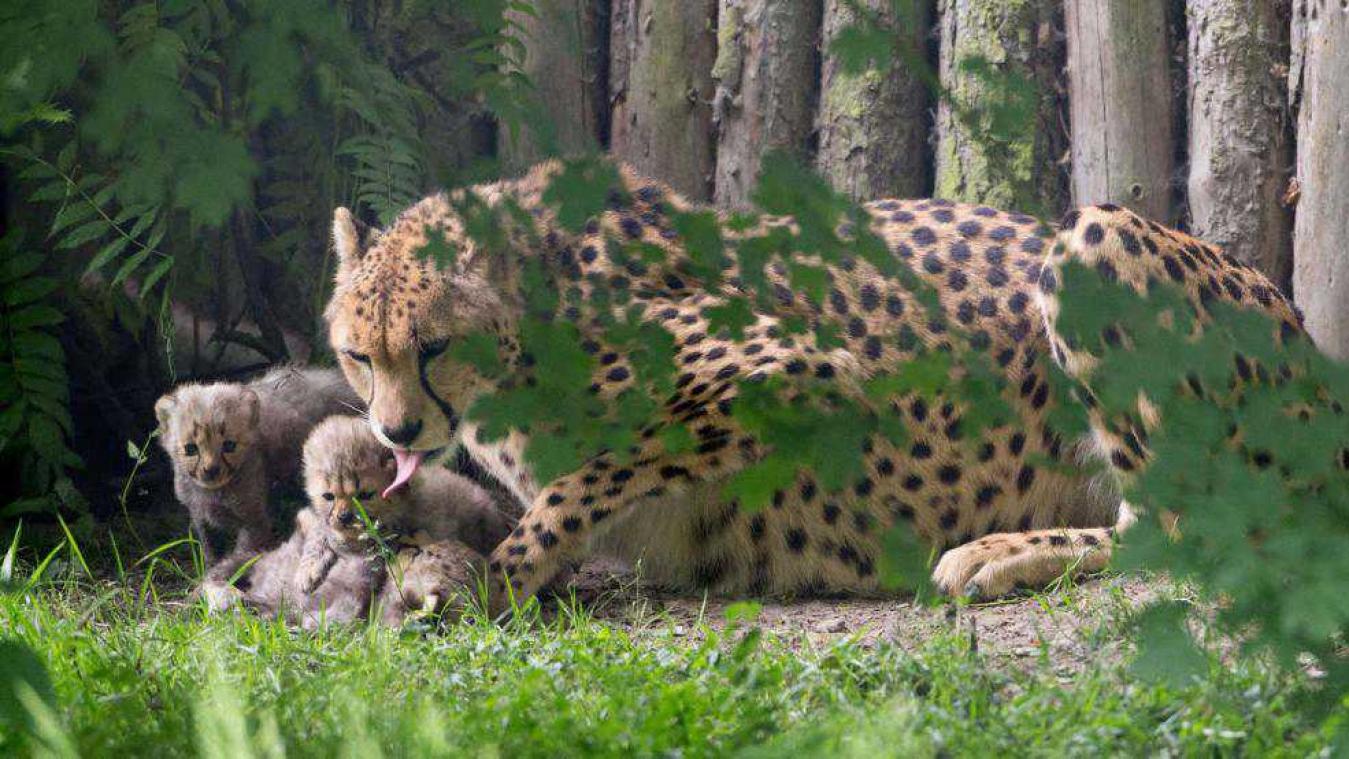 Publiek ziet voor het eerst jachtluipaardzevenling in de zoo van Münster