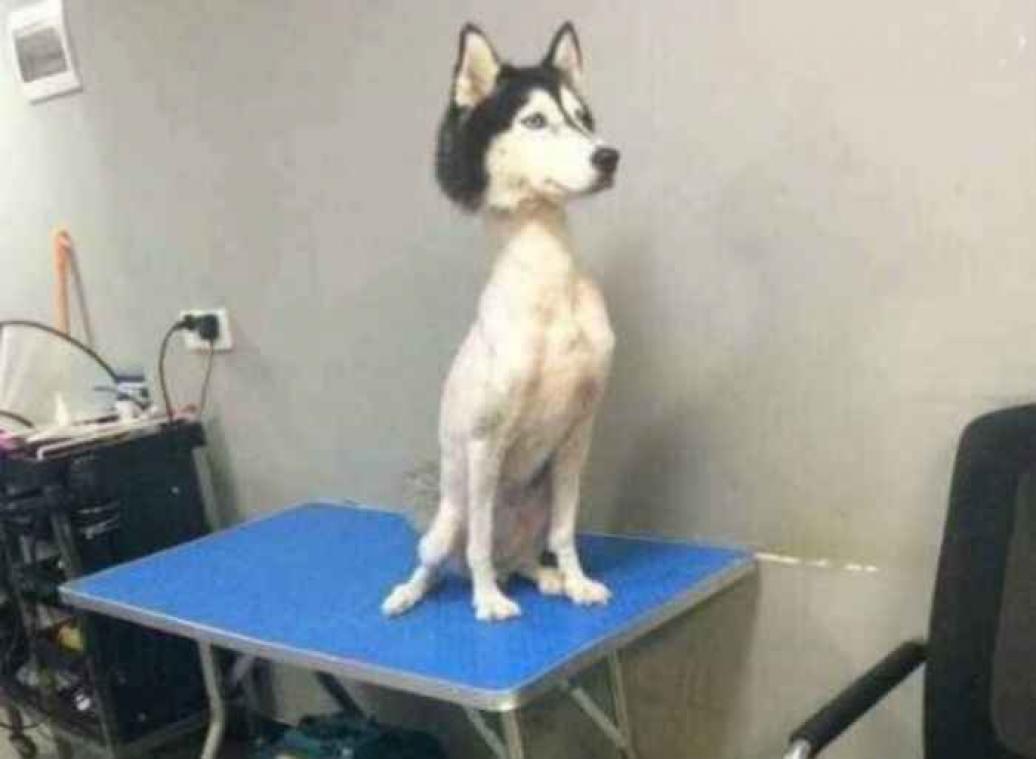 Kaalgeschoren husky maakt internet gek