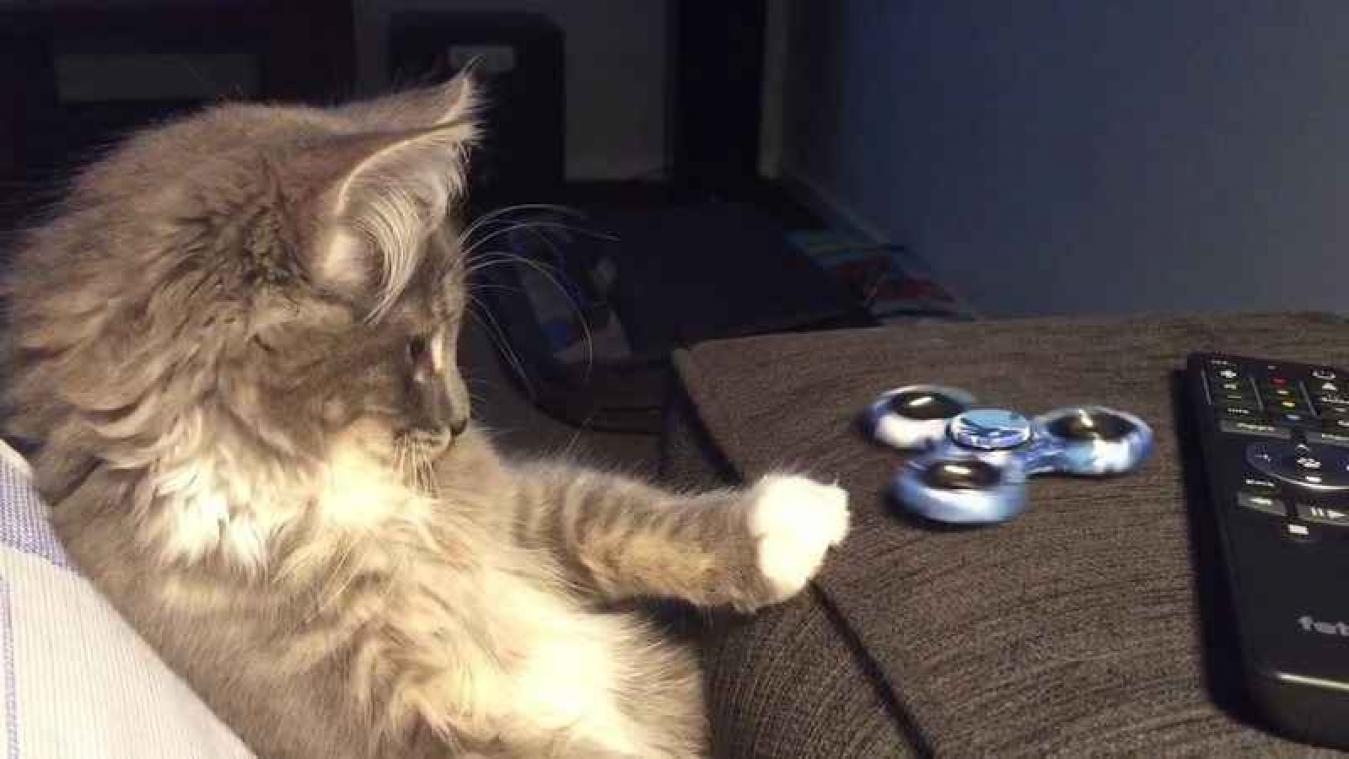 VIDEO. Kat raakt gefascineerd door fidget spinner