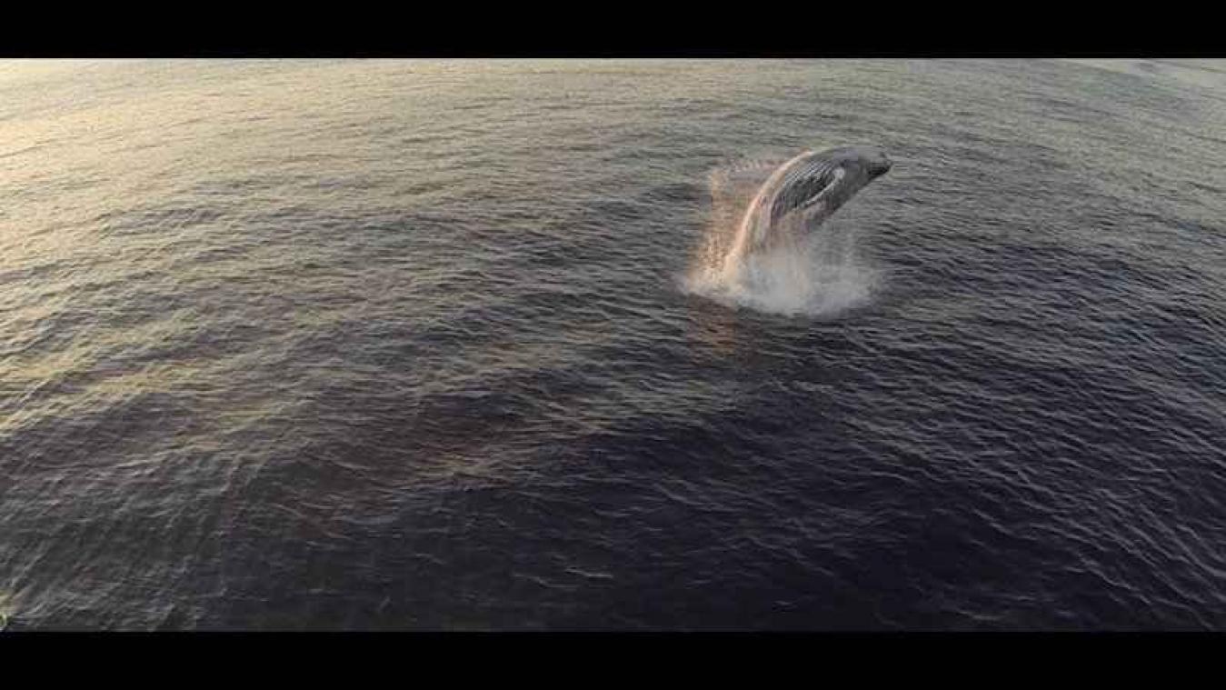 VIDEO. Gigantische bultrugwalvis springt op uit water