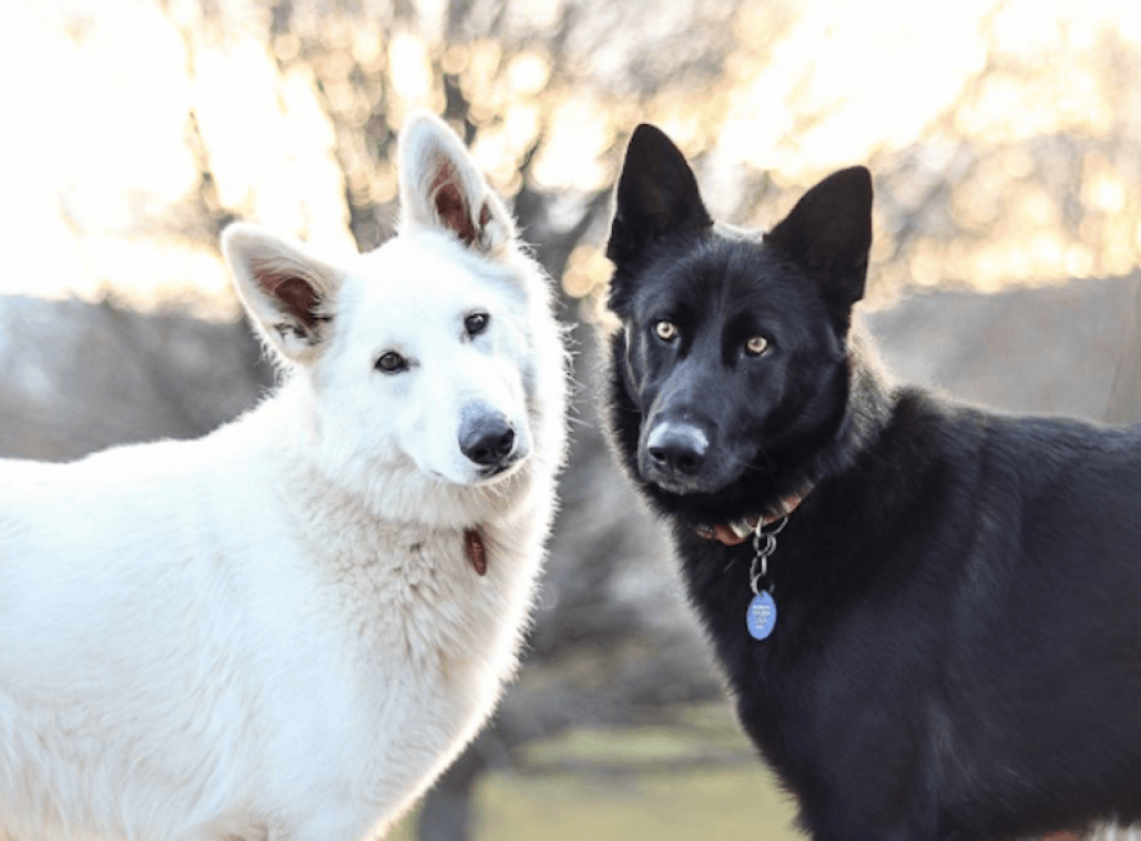 IN BEELD. Twee honden stappen in het huwelijksbootje