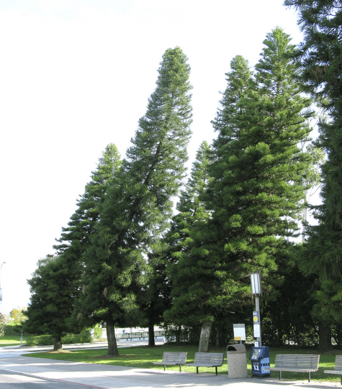 Deze mysterieuze bomen hellen altijd richting evenaar