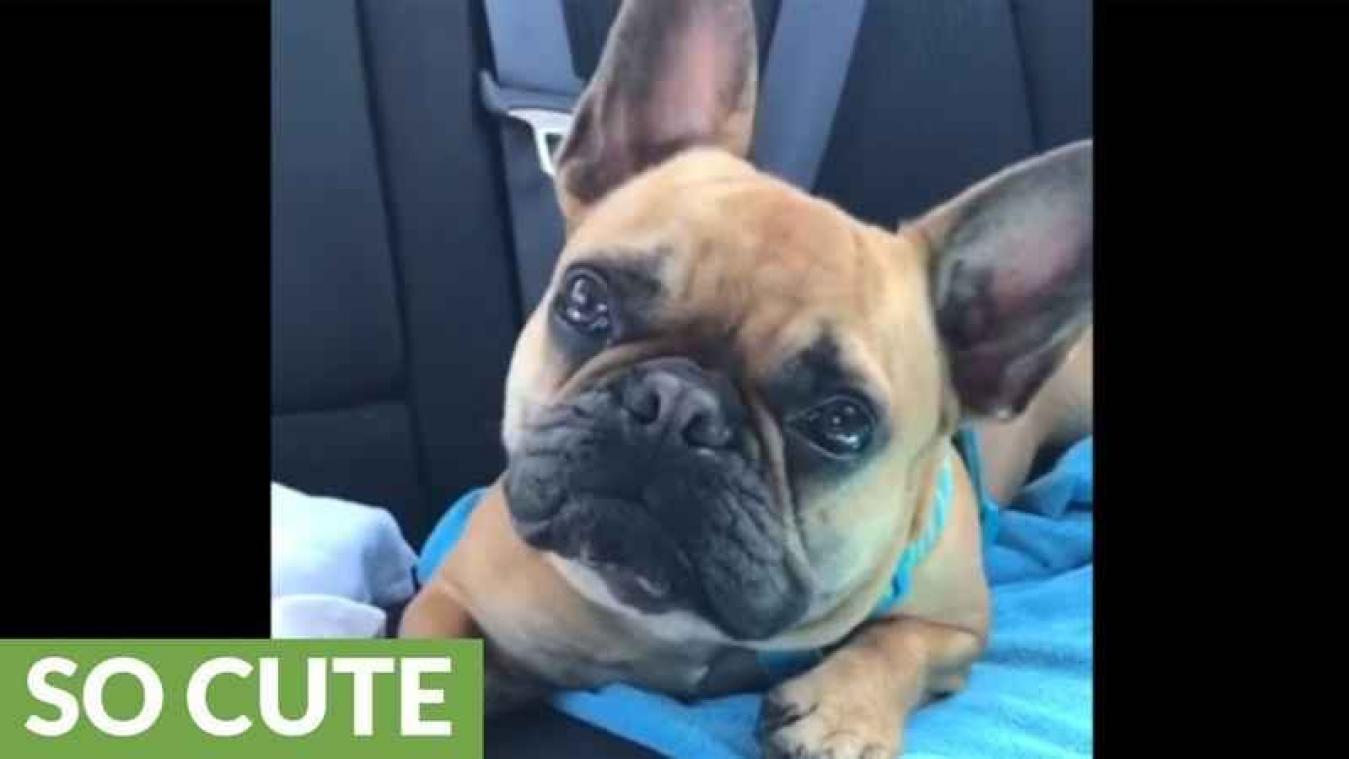 VIDEO. Hond wil helemaal niet in bad