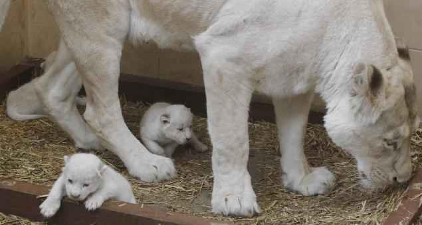 Zeldzame geboorte van drie witte leeuwtjes in dierentuin Polen