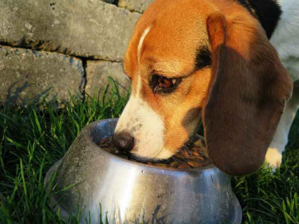 Hond laat half bakje eten staan sinds zijn maatje overleed