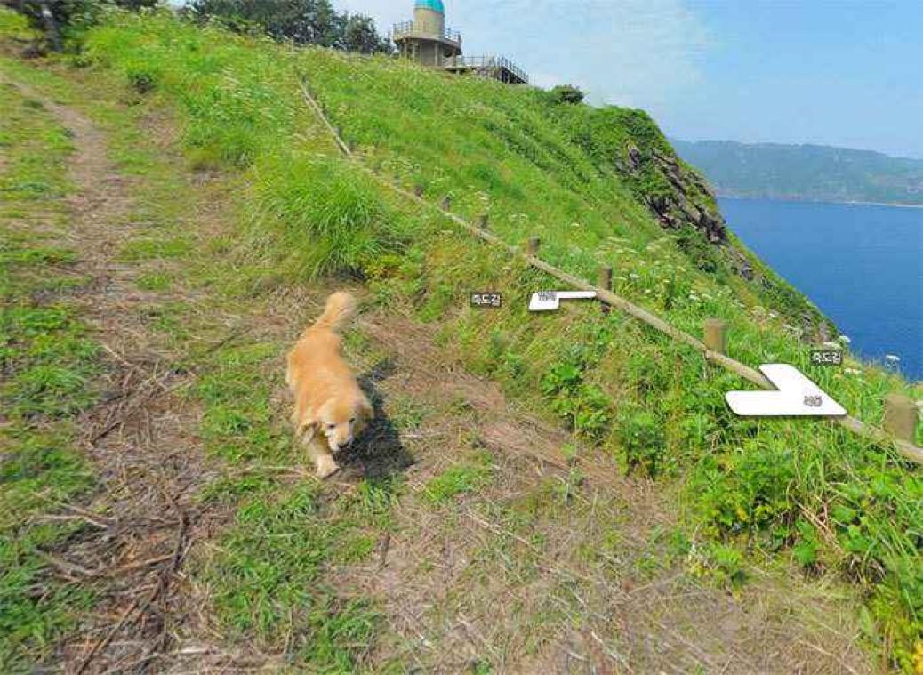 IN BEELD. Schattige hond duikt op in meerdere Street View-foto's