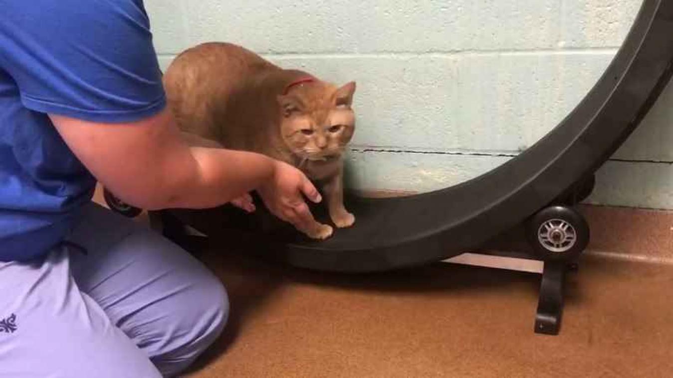 VIDEO. Gigantische kat doet aan fitness