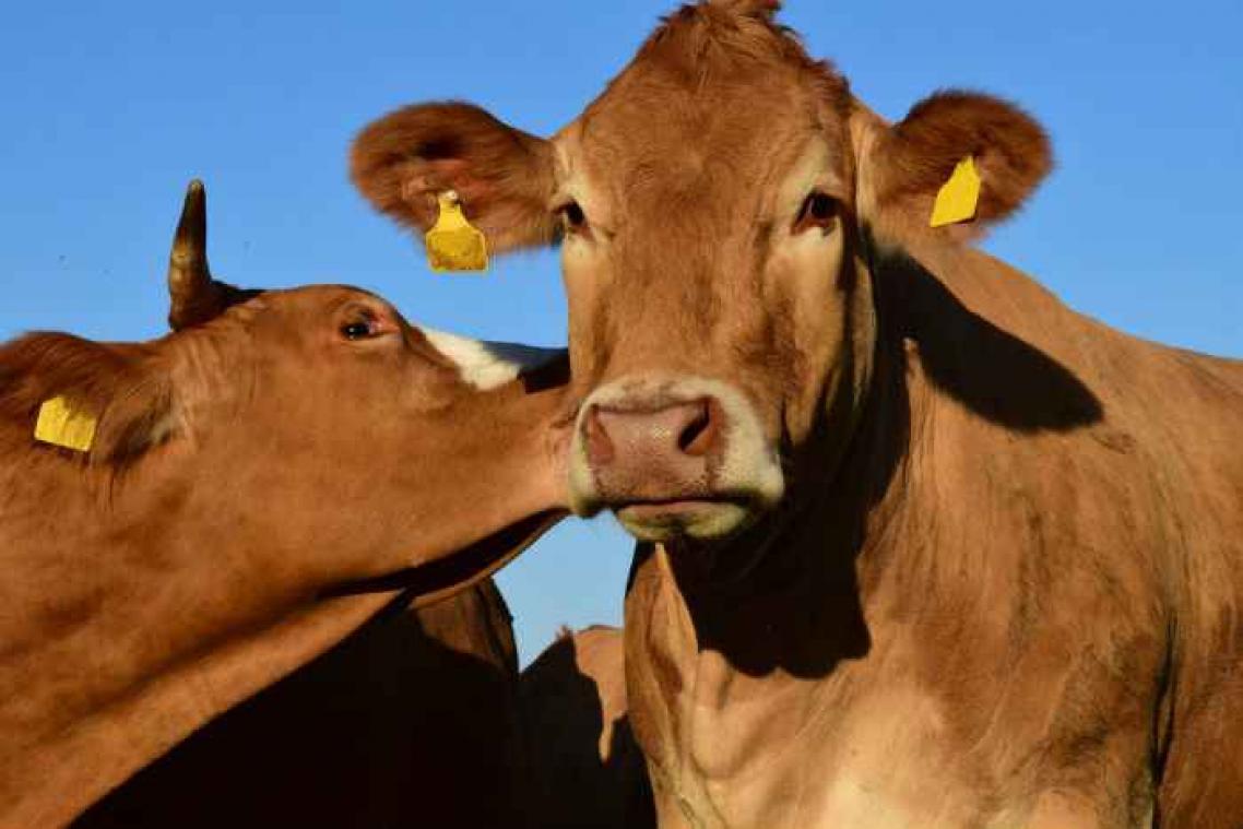 Chocolademelk komt volgens Amerikanen van bruine koe