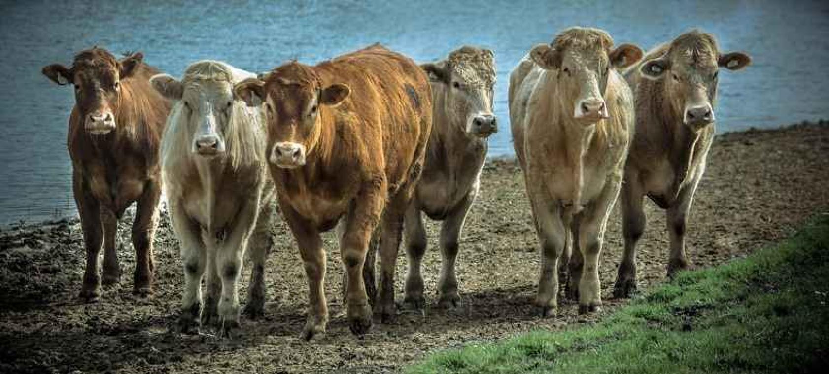 Groep koeien komt vast te zitten in zoektocht naar verfrissing