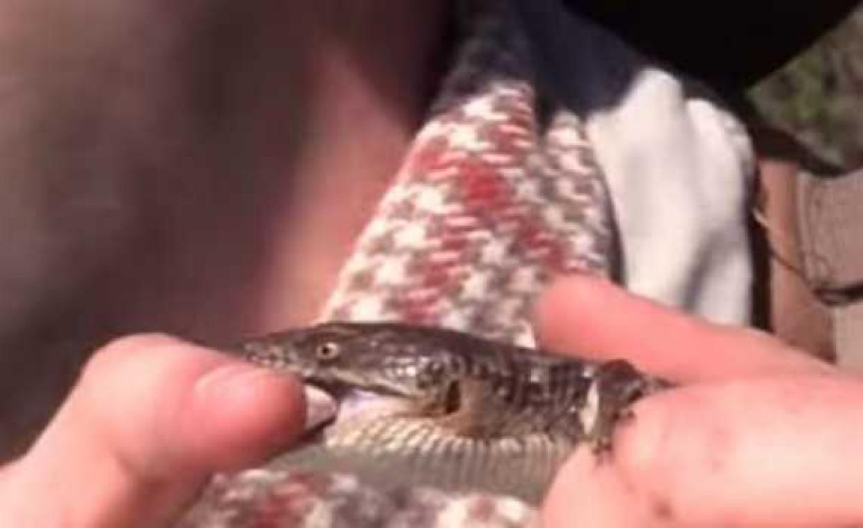 Nieuwe reptielsoort krijgt naam van toverspreuk uit Harry Potter