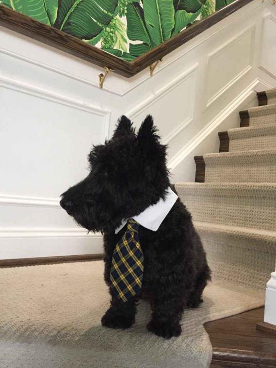 Honden kleden zich op hun paasbest voor het Bark Ball