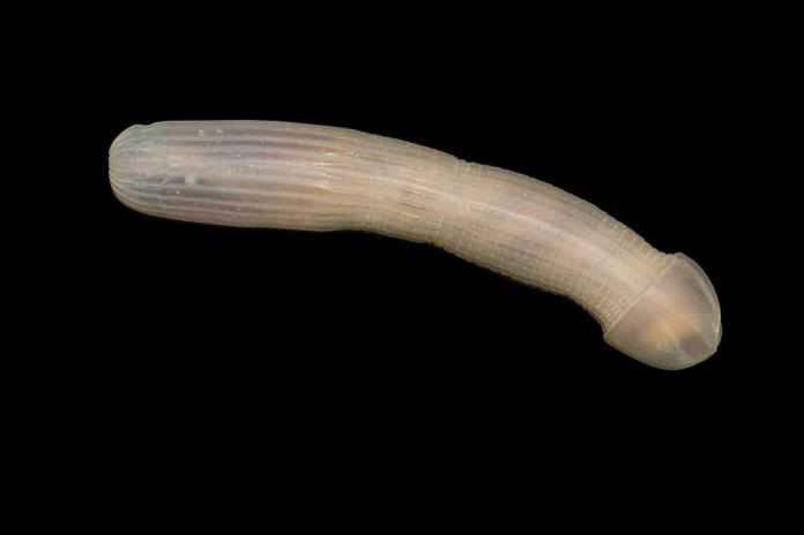 Wetenschappers ontdekken penisvormige zeeworm