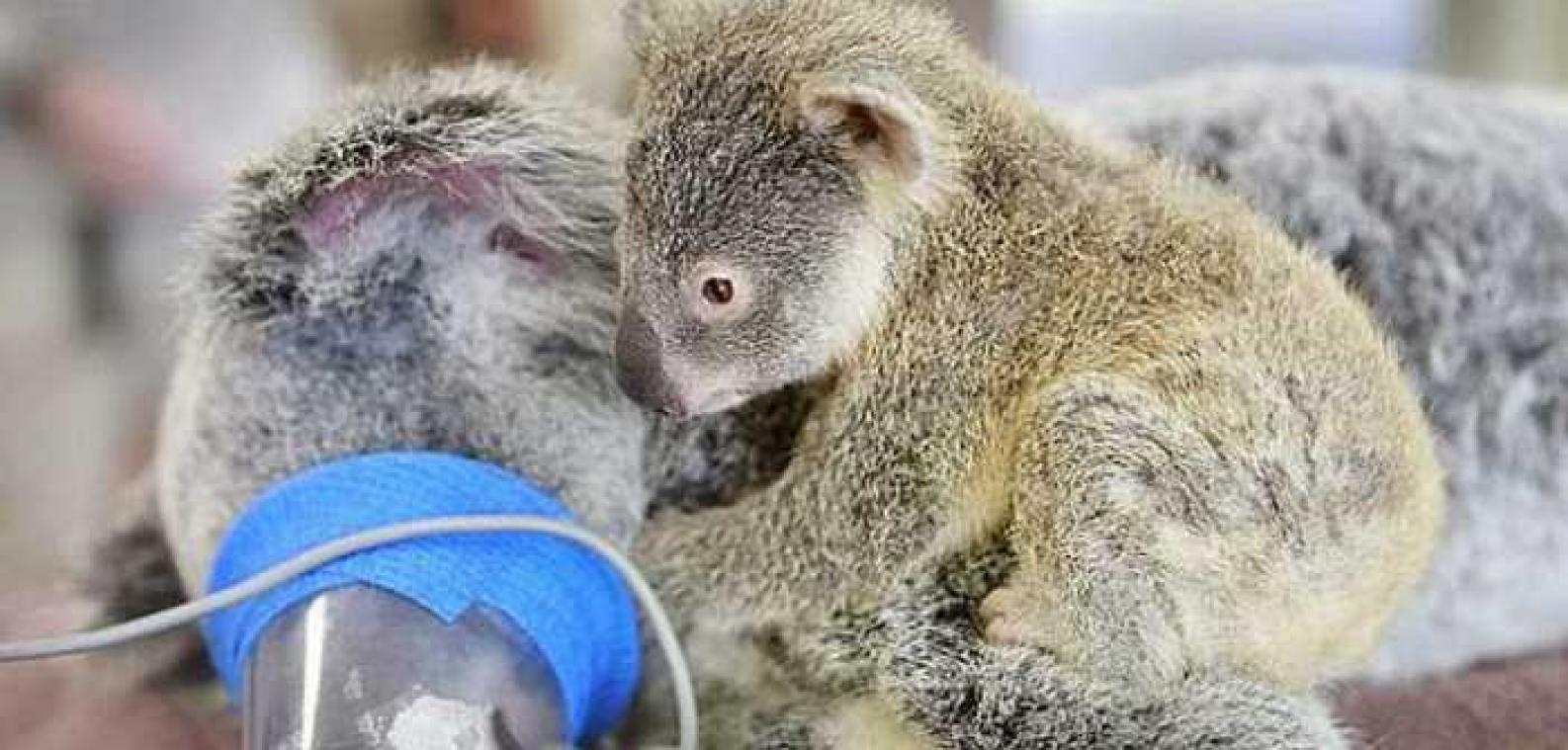 Baby koala knuffelt moeder tijdens spoedoperatie