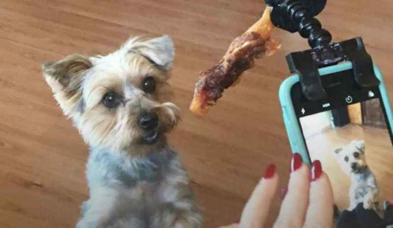 Dit gadget bezorgt je de perfecte foto van je hond